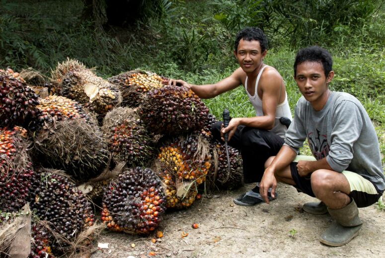 Erntearbeiter bearbeiten Biomasse in Indonesien