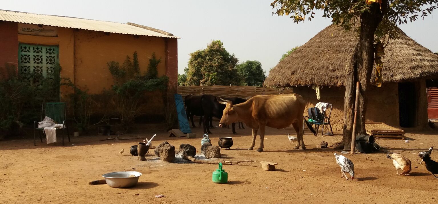 Foto von Häusern mit Strohdach. Kühe, Hühner und Kochstelle: Ein enges Nebeneinander im Dorf Soukoutadala, Mali