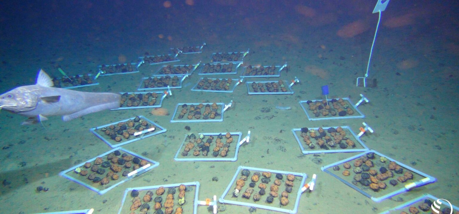Manganknollen in der Tiefsee auf dem Meeresboden