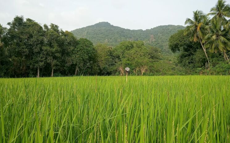 Reisfeld im Vordergrund, bewaldete Hügel im Hintergrund, Baumreihen entlang der Feldgrenzen