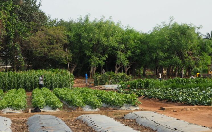 Gemüsegarten und Bäume im ökologischen Landbau in Benin