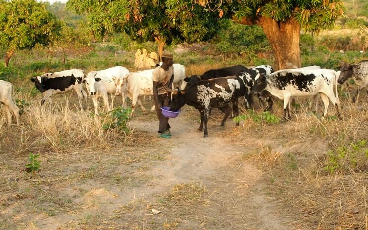 Eine kleine Gruppe Rinder in der Savannenlandschaft im Norden Togos